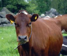 belastar mjölken 760 ton ECM/år 1,04 kg CO 2 -ekv/kg ECM Resten på köttet (12 ton/år) 12 kg CO 2 -ekv/kg kött ELLER: