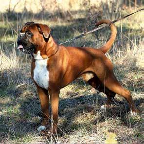 Och att kunna ta hjälp om det behövs.. Missnöjd med röntgenresultatet? Det måste det ha gått minst 6 månader sedan föregående röntgentillfälle innan en hund kan röntgas om för avläsning.