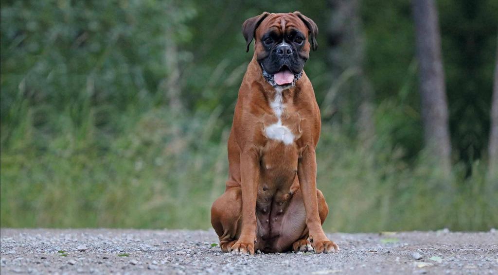 Operation vid grava fall Inflammation och brosknedslitningar i den dysplasidrabbade höftleden leder till artros och påföljande smärta.