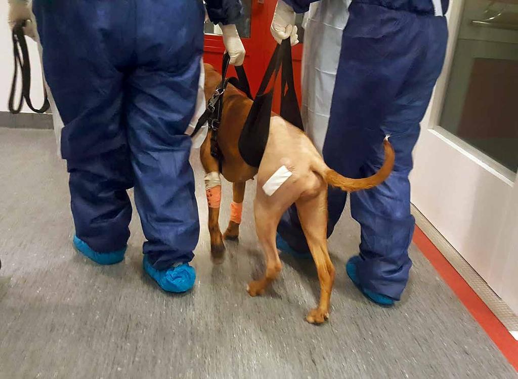 TILLSAMMANS MED OLE bestämde vi att operation är det vi vill göra, vi bokade tid till januari 2017. Operationen skulle ske nere i Hässleholm, tillsammans med hans ortopedkollega Karin.