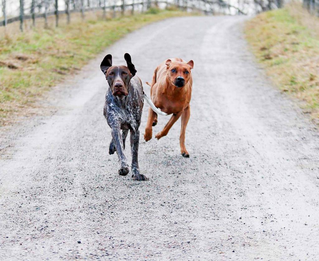 Då blir friskvård och /eller rehabilitering en viktig del av det du kan ge din hund för att den ska få ett bra liv.