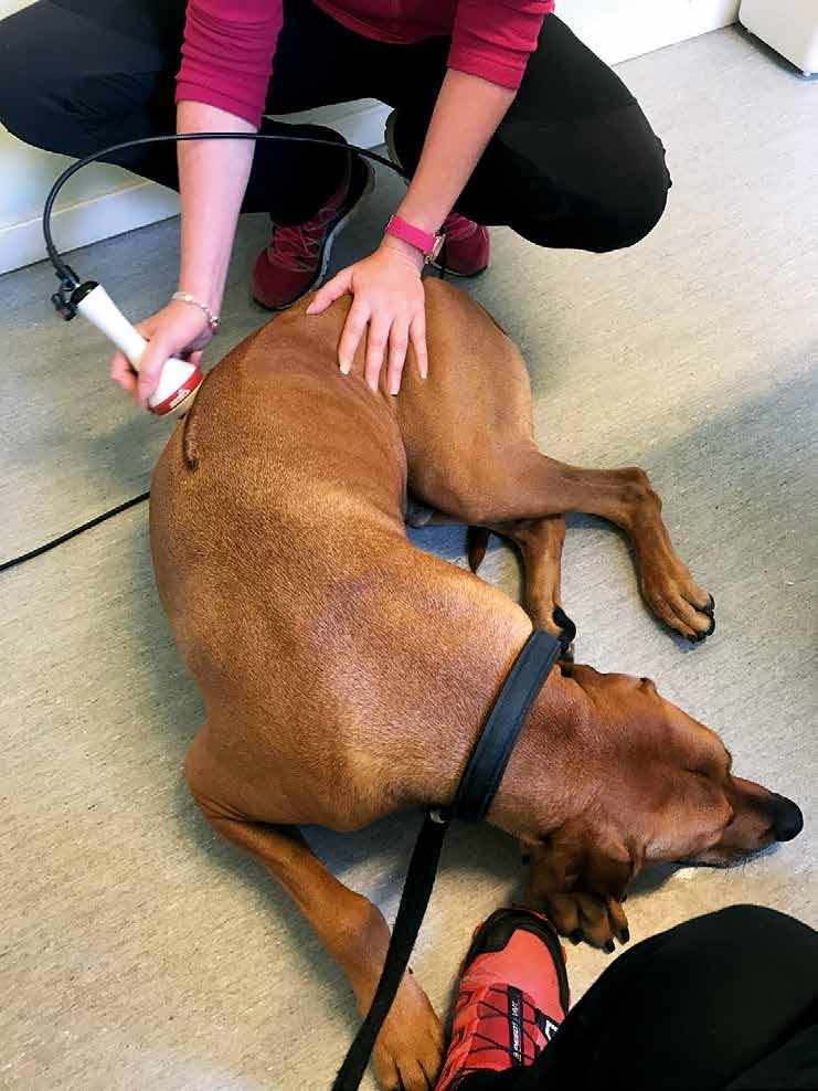 på plats. Det råder harmoni i och omkring leden. Hunden kan röra sig fritt och leden fungerar optimalt genom sin fina passform.