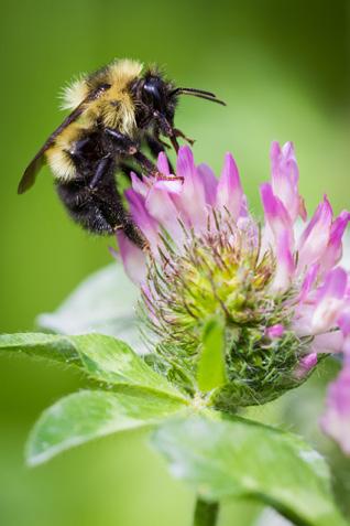 pollinerare!