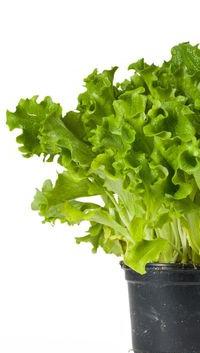 Det beror egentligen inte på att förbehandlingen inte kan hantera dem utan att det blir svårt med gränsdragningen om var snittblommor tar slut och trädgårdsavfall tar vid.