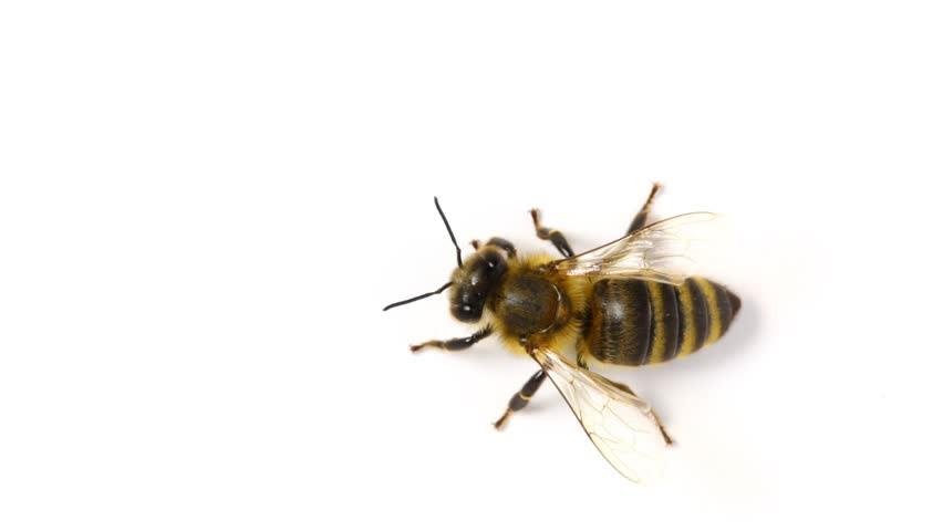 BLOMMOR FÖR BIN Småkryp har en tendens att väcka ett smärre obehag hos vissa men att de är nödvändiga för ekosystemet kan ingen förneka.