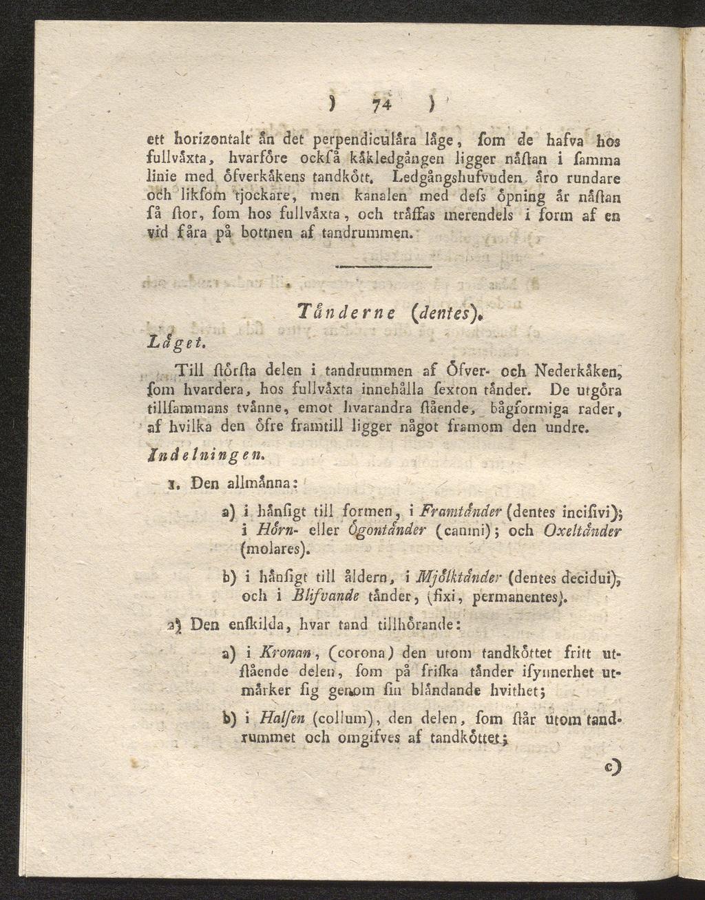 ) 74 ) ett horizontalt an det perpendiculåra läge, fom de hafva hos fuilvaxta, hvårföre ockfå kåk ledgången ligger nåflan i famma linie med ofverkåkens tandkött.