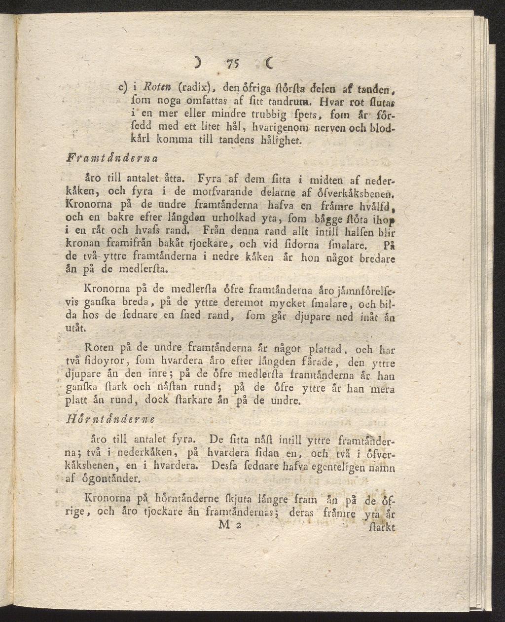 \ 5 75 c) i Roten (radix), den ofriga fforfla delen af tanden, fom noga omfattas af fitt tandrum.