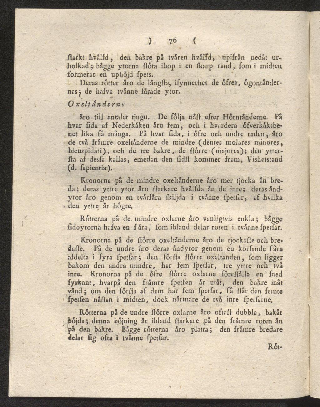 ) 76 ( ftarkt hvålfd, den bakre på tvären hvålfd, upifrån nedåt ur holkad } bågge ytorna fiöta ihop i en fkarp rand, fom i midten formerar en uphöjd fpers.