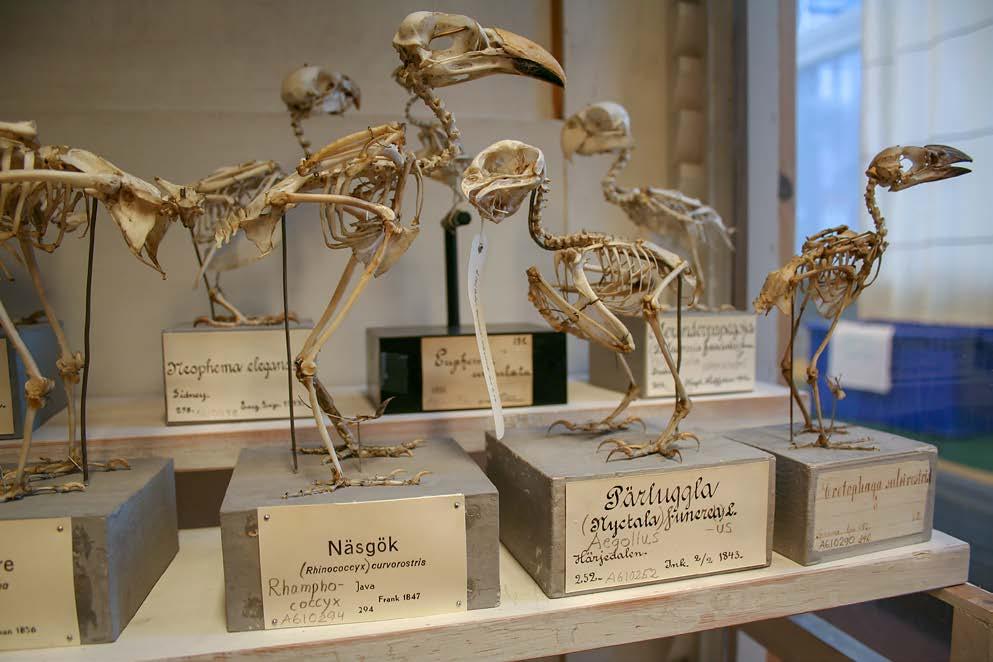 Fåglarna bakom kulisserna På Naturhistoriska riksmuseet finns många vackra och intressanta fåglar som besökarna kan titta på i utställningarna.