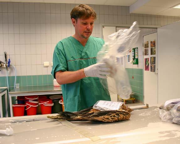Ibland är det svårt att hitta en fågel och då gäller det för Ulf att försöka tänka sig in i hur hans företrädare resonerat när den införlivades i samlingen.