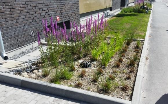 Växtbäddarna kan vara nedsänkta för att lättare kunna leda in vattnet ytligt och få till en fördröjningsvolym ovanpå växtbädden där vattnet kan uppehållas och sakta infiltrera.