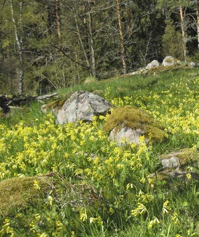 Signalblommor Blommor som kan ge dig värdetillägg är så kallade signalblommor. Det är arter eller artgrupper som är lätta att identifiera och är relativt vanliga.