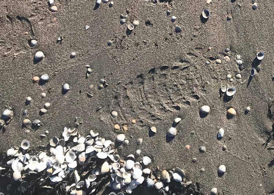 Spår i tiden Halland; allt finns här, bergen och skogarna, klipporna och sanden. Det oändliga havet som smeker stränderna. Strandängar violetta av trift.