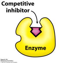 -bindning av substrat till enzymet gör att enzymet blir mer arktivt Kintetik och