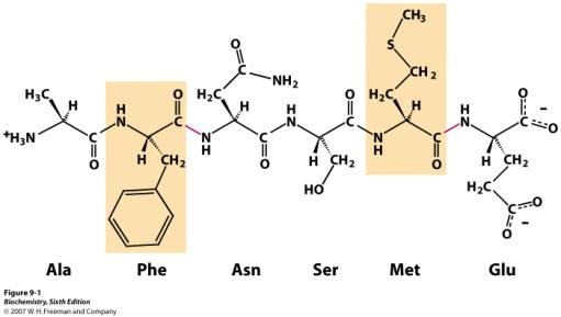 katlytiskt aktiv serin Hydrolys av peptidbindning Sidogrupper på de närmaste