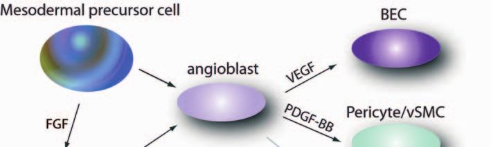Adult vasculogenesis, in situ differentiation of circulating EC precursor cells, has been shown to play a role in the formation of new vessels in the adult.