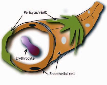 The morphology of lymphatic vessels resembles that of blood vessels to a large extent.