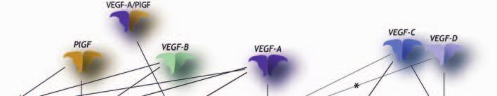 Figure 3. VEGF ligands and receptors. PlGF, VEGF-A and VEGF-B homodimers bind full length VEGFR-1 as well as the secreted variant svegfr-1.