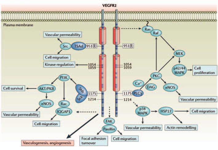 signal transduction events leading to e.g. migration are poorly characterized 75. Figure 4. VEGFR-2 phosphorylation sites and signal transduction.