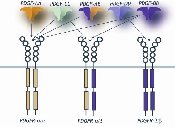 ney- and skin mesenchymal cells, while pericytes/vsmcs are the main PDGFR- -expressing cells 199. Figure 5. Receptor binding specificity of the different PDGF isoforms.