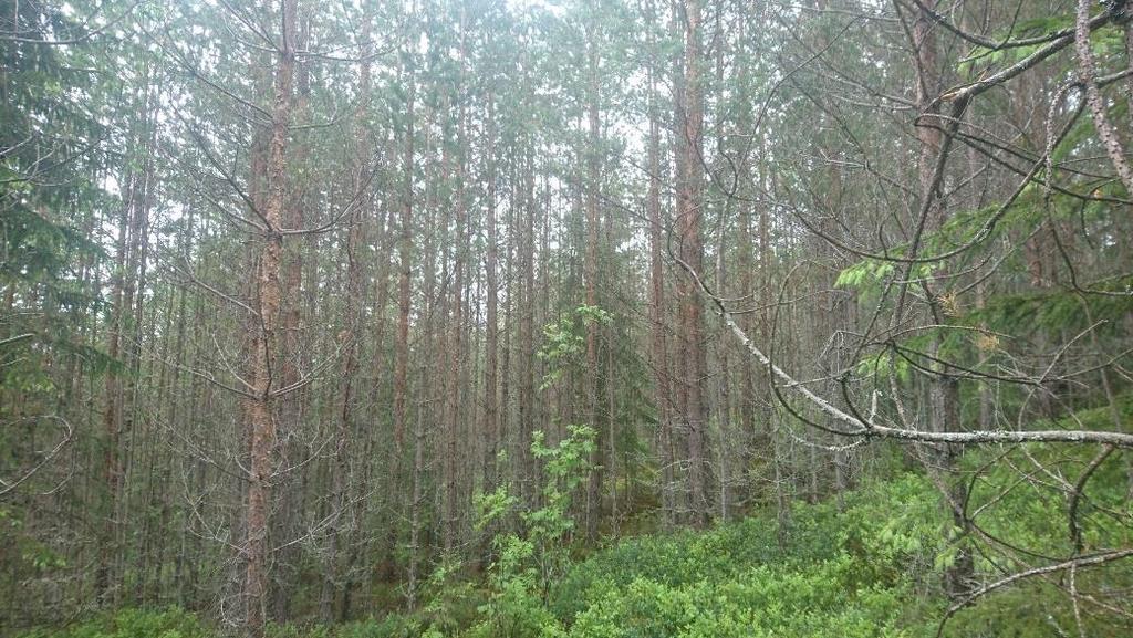 Våle 1:44 2017-08-21 Sida 7 av 14 Hagfors kommun Kvaliteten på