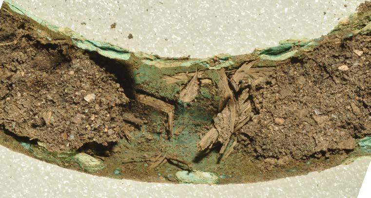 Fibrerna och övrigt humusmaterial från ringens insida frigörs och lyfts ur, materialet placeras i en burk som märka