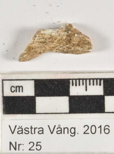 Fragmentet före behandling. Fragmentet rengörs under mikroskop med trästicka och mjuk pensel för att avlägsna föroreningar.