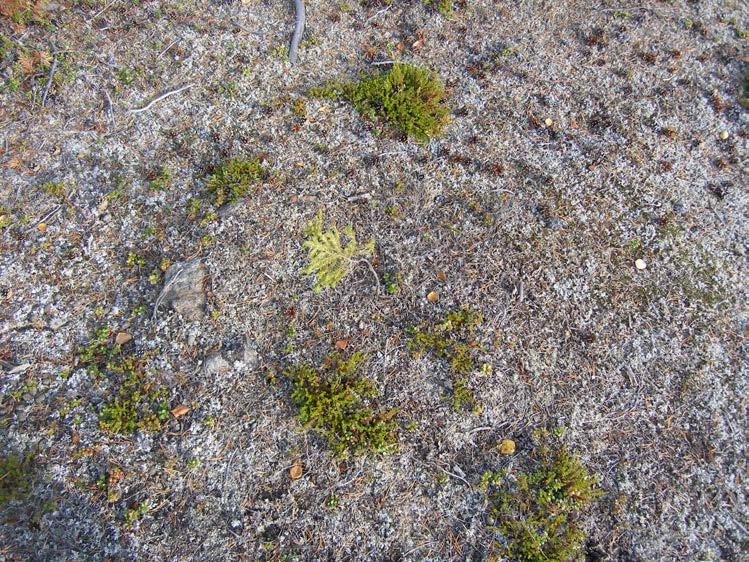 Bilaga 3 Fotobilaga Arkeologisk utredning för täkt, Jukkasjärvi 2:11