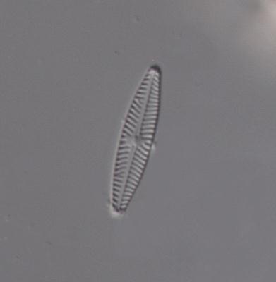 Biologi AB. Exempel på arter i undersökningen som föredrar mer eller mindre näringsfattiga vatten är bl.a. Fragilaria gracilis, Gomphonema exilissimum, Psammothidium abundans och Stauroforma exiguiformis.