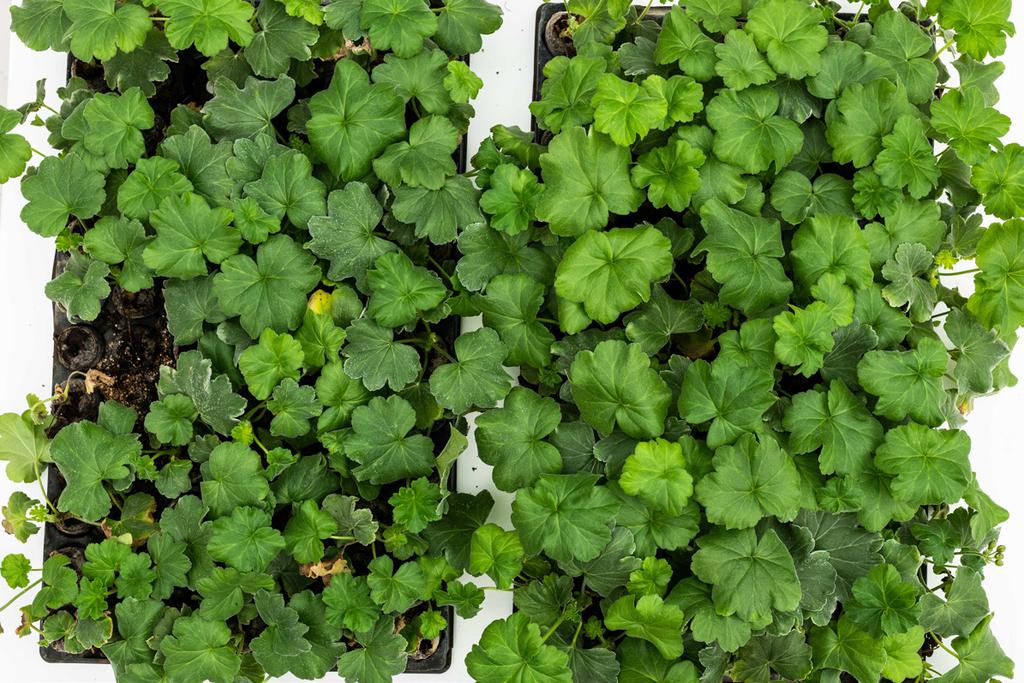 Årsredovisning 2018 Räkenskapsåret 2018-01-01 2018-12-31 We preserve freshness and reduce