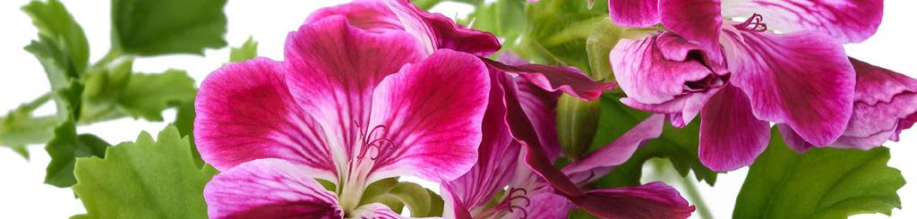 10 Verksamheten OptiFlower Vissa plantor fortplantas genom sticklingar som oftast odlas i Afrika och Sydamerika och därför behöver transporteras lång väg för att nå användarna.