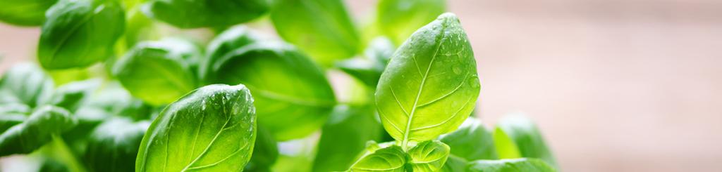 Verksamheten 11 OptiDry OptiFreezes teknologi kan även användas på frukt, grönsaker och örter som ska torkas för att minska torkningstiden och bättre bevara aromen.