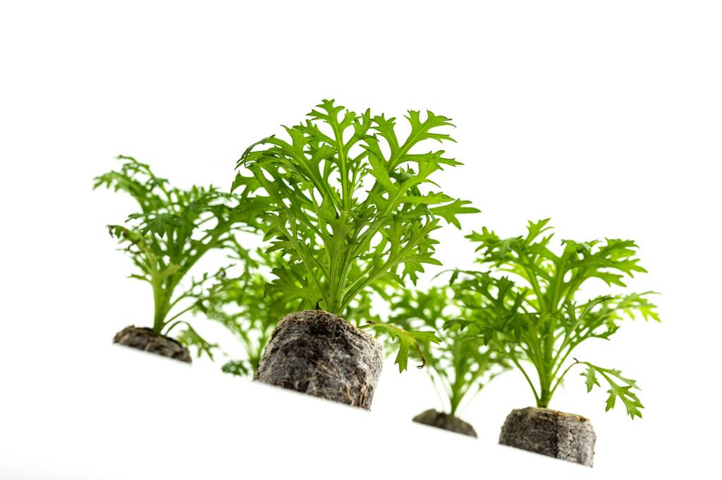 8 Kommentarer från VD fokuserar samtidigt på att hitta nya recept för nya produkter.