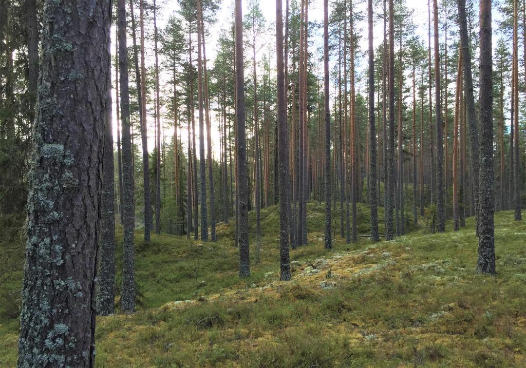 Skog i Våmhus - Mora Mora Heden 111:1 Lättillgänglig obebyggd skogsfastighet som består av två välskötta skiften. Vägnätet är väl utbyggt och skiftena nås via flertalet bil- och traktorvägar.