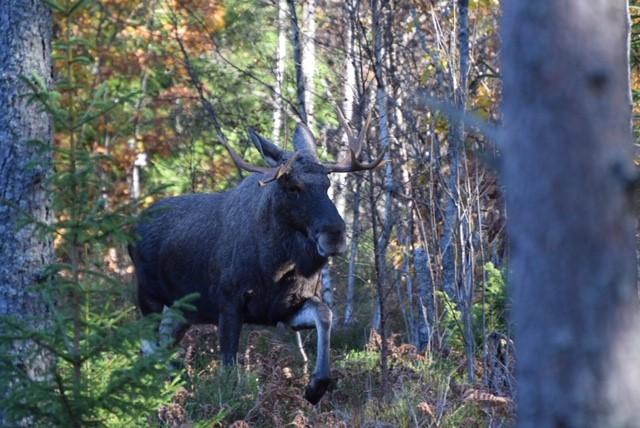 Hultsfred Blackelid 1:6 Penninginteckningar Det finns inga penninginteckningar i fastigheten.