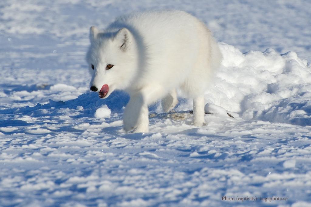 Slutrapport Projekt Felles Fjellrev förlängning 2014 2014-01-01 2014-08-31 Dnr