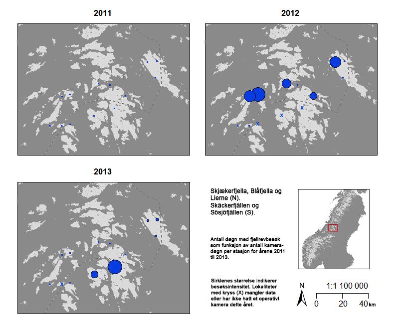 11 Utveckling av antal dygn med fjällrävbesök under perioden 2011-2013, i Stepping