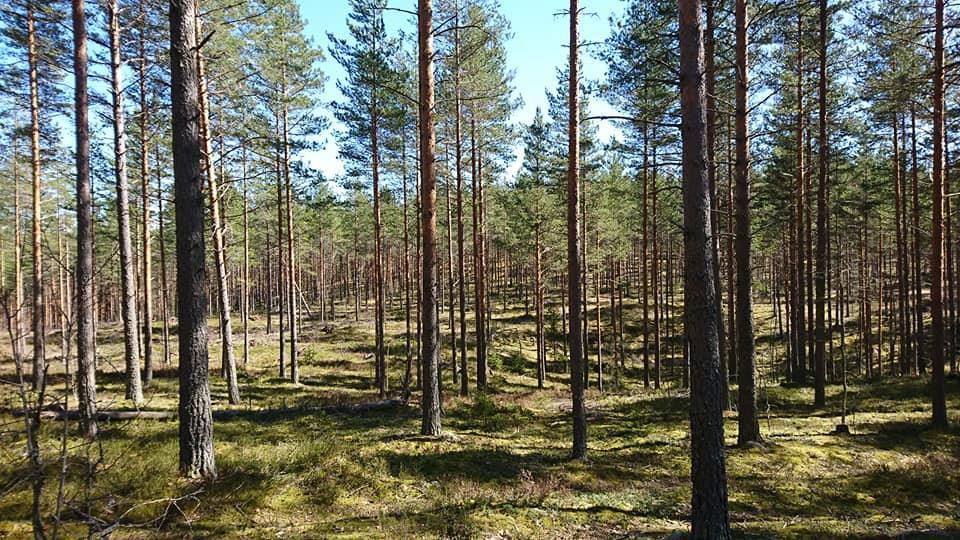 Goda råd, finalen Analysera snabbt kvalet efter din prestation, lyft fram det du gjorde bra och det du ytterligare kan förbättra.