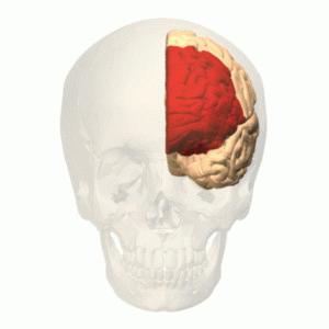 PREFRONTALCORTEX By Polygon data were generated by Database Center for Life Science(DBCLS)[2].