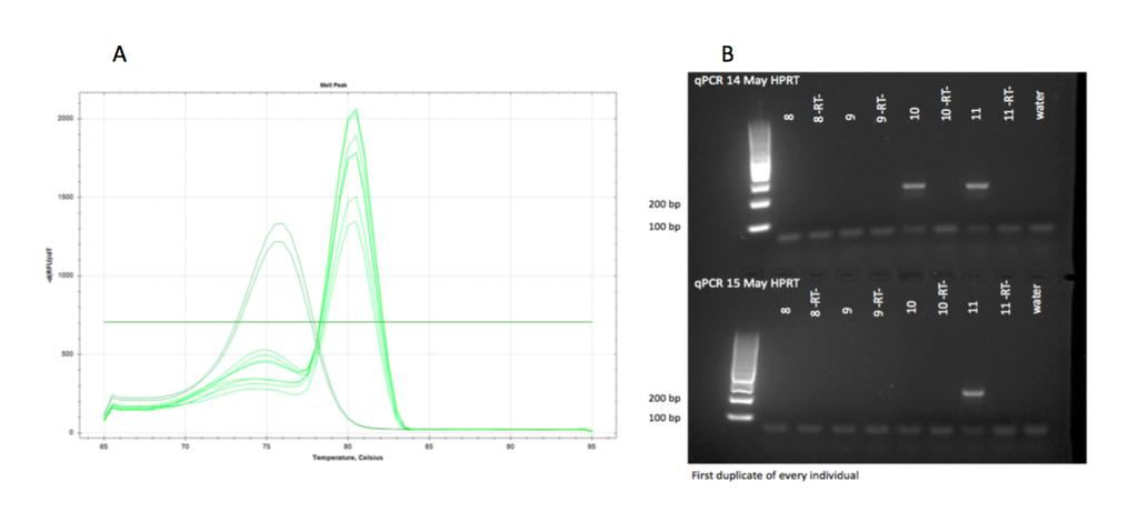 Figure 2. Melt-curve and 2.5% agarose gel analysis of the HPRT reaction products obtained from the preliminary qpcr assay. A, the melt curve analysis showing two peaks with melting temperatures at 75.