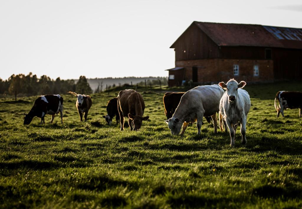 SVENSKT KÖTT FÖR VÄRLDENS HÅLLBARHET
