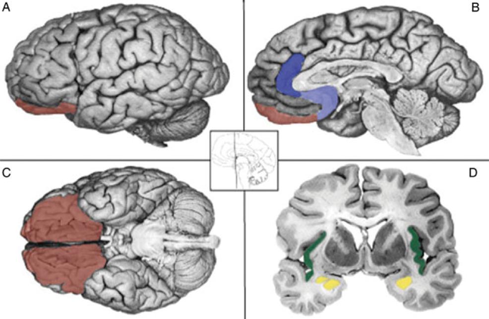 De mest populära lokalisationistiska hypoteserna Rädsla = Amygdala (gult) Ilska = Orbitofrontala kortex (brunt) Avsky = Insulakortex (grön) Sorg = Anteriora gyrus cinguli (blått) Rädsla = Amygdala
