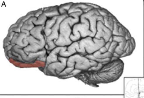 Ilska = Orbitofrontalkortex Primärt stöd för denna hypotes kommer från tidigare metaanalyser (Murthy et al.