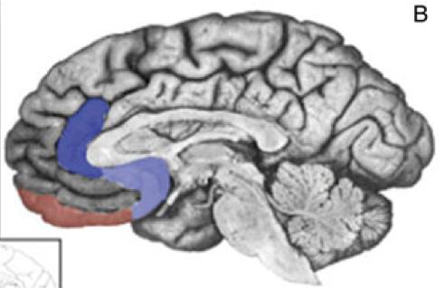 Sorg = Anteriora gyrus cinguli Stöd i tidigare meta-artiklar (Murthy et al.