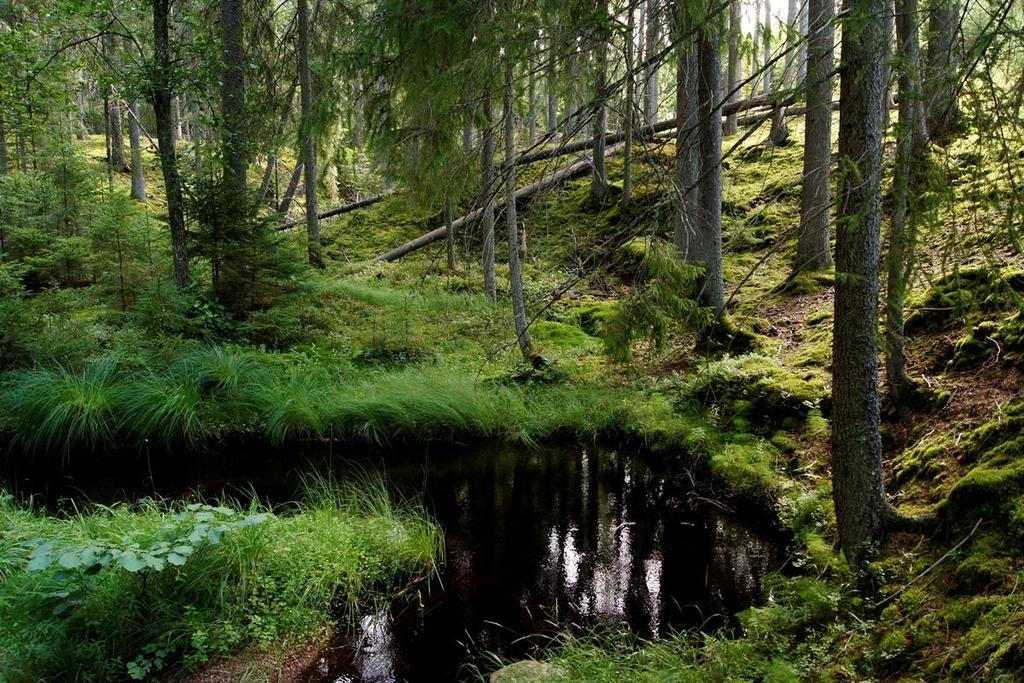 Alla arter som är knutna till de dessa miljöer ska fortleva på lång sikt och helst öka i sin utbredning eller populationsstorlek.