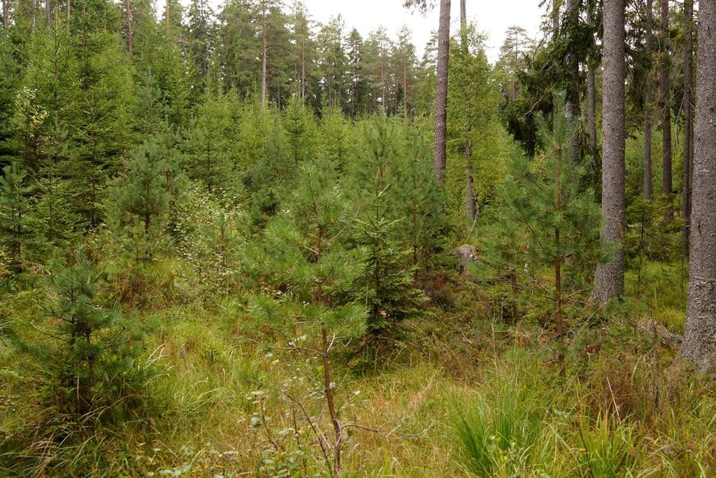 Bild 4. Skötselområde 4 med planterad gran och inslag av andra trädslag. Mot söder.