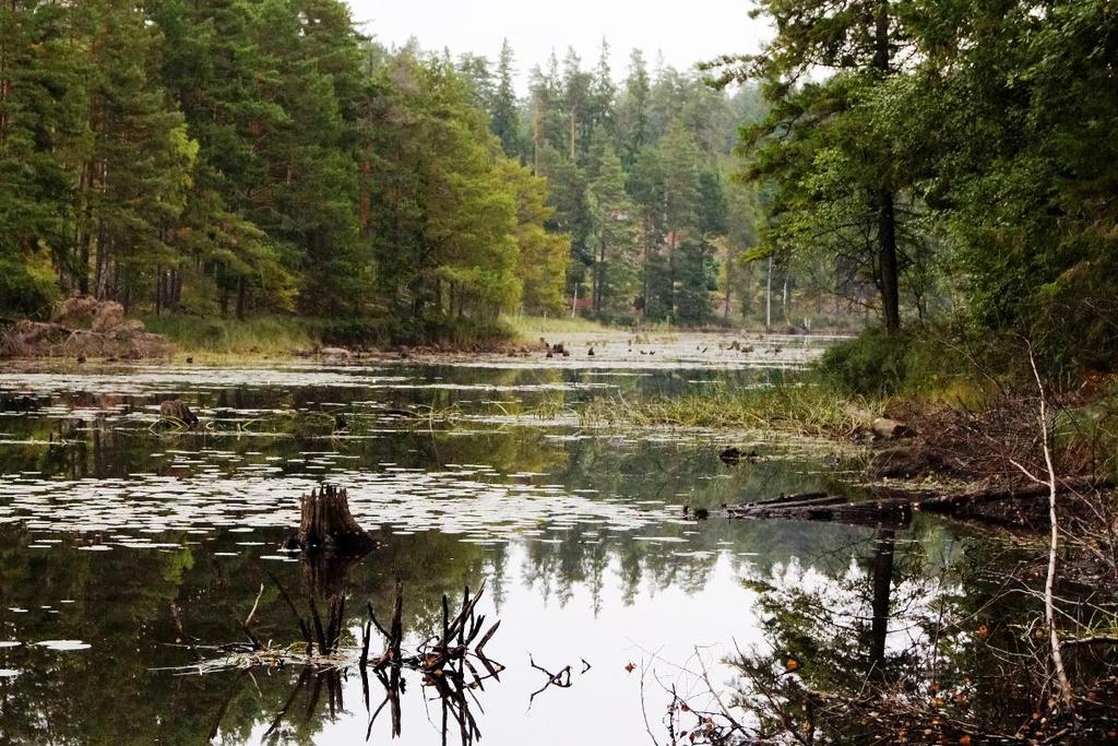 Åtgärder Friställ en del grupper av asp och rönn (ej alla), stegvis under 10-20 år, genom nedläggning eller avdödande av unga granar utan naturvärden.