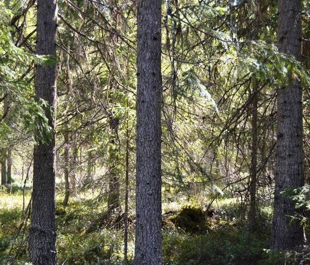 S K O G S F A S T I G H E T 7 8 H A ALLMÄNT O b e b y ggd u n gskogsfas t i gh e t s a m l a d i e t t s k i f t e m e d m y c k e t god t i l l g å n g på ä l g.