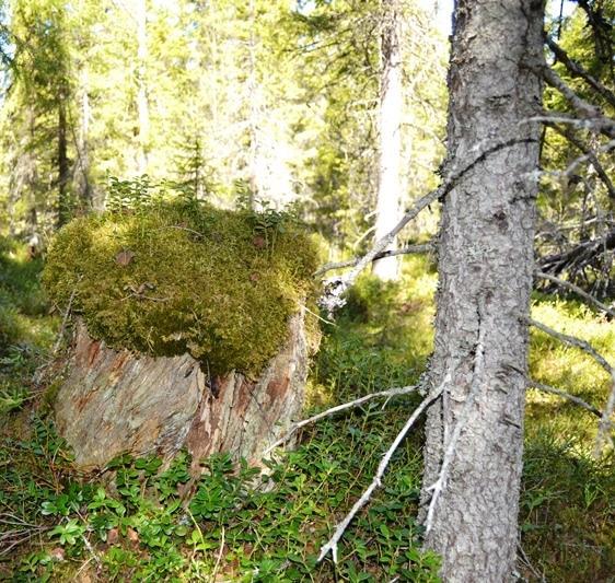 N a t u r s k ö n t l ä g e m e d s t r a n d o c h f i s k e r ä t t i S a n d vik s j ö n. BYGGNADER: P å f a s t i gh e t e n f i n n s i n g a b yggnad e r.