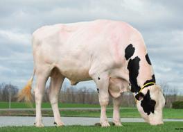 HOLSTEIN - GENOMAX ALLIGATOR KINGBOY x MCCUTCHEN x OBSERVER 92451 9-7776 432 AE 270 / 243 / NEJ +2476 AROMAS HARMONY x MONTEREY x SUPERSIRE 92702 9-7874 342 BE 220 / 198 / NEJ +2651 Mogul Fever